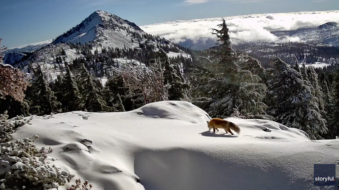 Still image from video Robbins shot of the Sierra Nevada red fox.